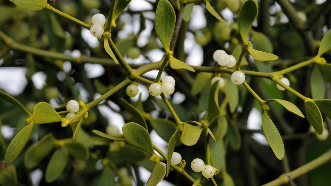 Sprig &amp; Story: The Festive Tale of Mistletoe for the Season 🎄