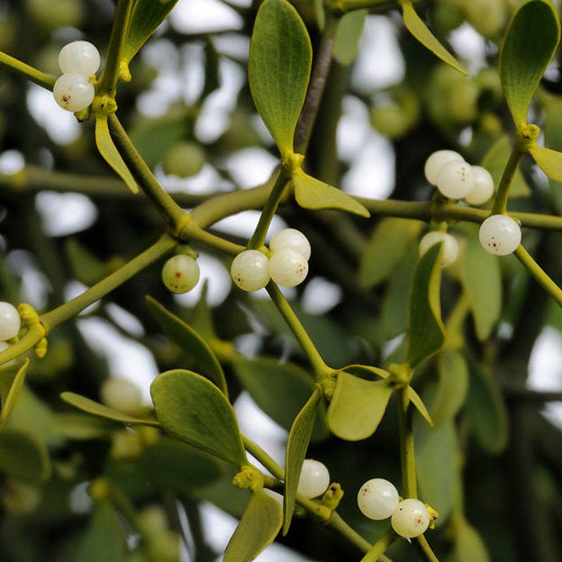 Sprig &amp; Story: The Festive Tale of Mistletoe for the Season 🎄