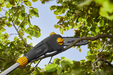 Stiga PS 700e 48v Cordless Pole-Pruner -